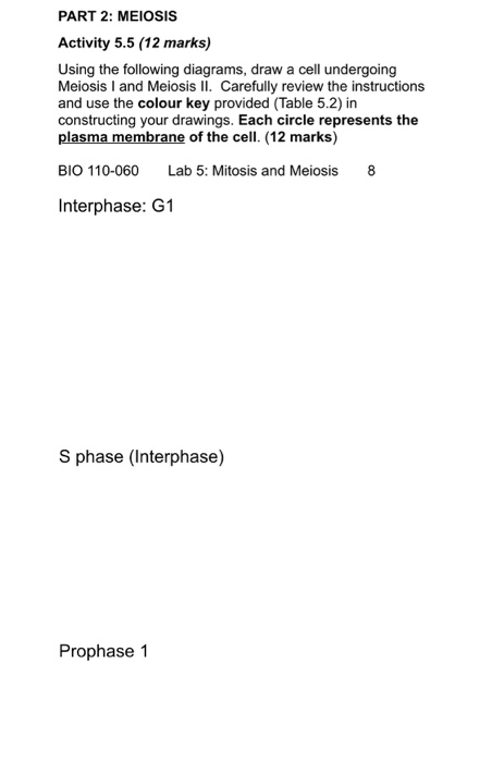 PART 2: MEIOSIS Activity 5.5 (12 marks) Using the following diagrams, draw a cell undergoing Meiosis I and Meiosis II. Carefu
