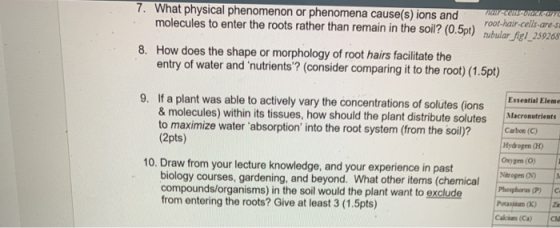 iar cells are 7. What physical phenomenon or phenomena cause(s) ions and root-hair-cells-are-se molecules to enter the roots