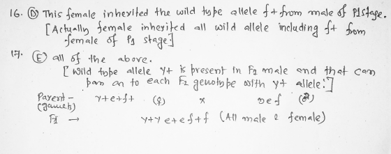 16. © This female inherited the wild type allele ft from male of Pistele. . Actually female inherited all wild allele includi