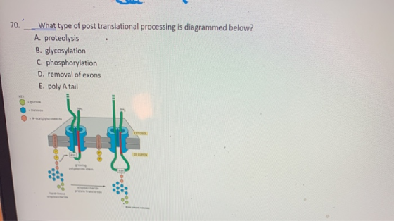 70. What type of post translational processing is diagrammed below? A. proteolysis B. glycosylation C. phosphorylation D. rem