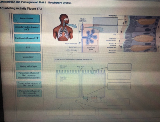 Mastering A and PAssignment Unit 5 - Respiratory System Art-labeling Activity Figure 17.5 Anion channel Oland Secondary activ