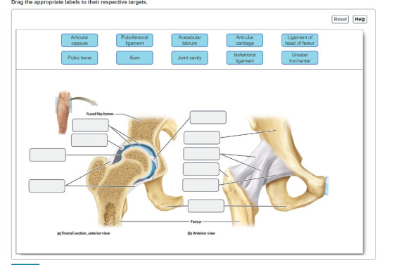 Drag the appropriate labels to their respective targets. Reset Help Articular capsule Pubofemoral ligament Acetabular labrum