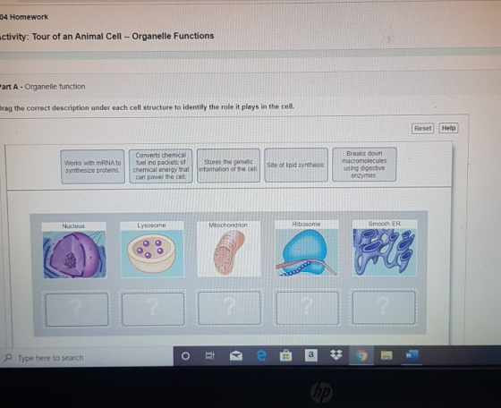 04 Homework Activity: Tour of an Animal Cell - Organelle Functions Part A - Organelle function Drag the correct description u