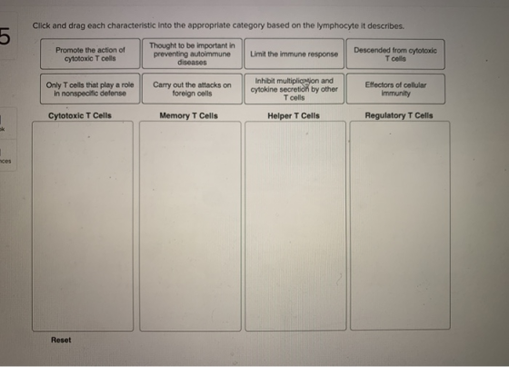 Click and drag each characteristic into the appropriate category based on the lymphocyte it describes. Promote the action of