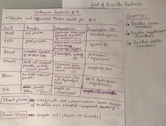 List of possible Bacteria • Selective Unknown Bacteria # 4. and Differential Media results for 4 Test MSA PEA Gram (+) to Bac