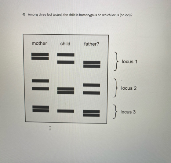 4) Among three loci tested, the child is homozygous on which locus (or loci)? mother child father? } locus 1 IL = locus 2 loc