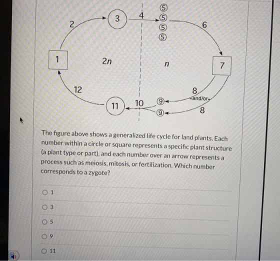 3 л л 4 2 6 5 5 6 1 2n n 7 12 8 and/or 11 10 + 8 The figure above shows a generalized life cycle for land plants. Each number