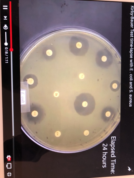 Kirby-Bauer Test time-lapse with E. coli and S. aureus Elapsed Time: 24 hours coll Il 0 :18/1:11