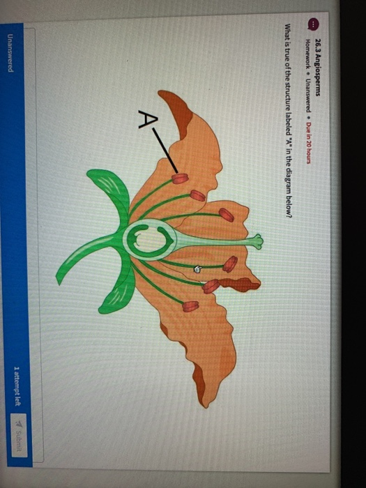 26.3 Angiosperms Homework. Unanswered. Due in 20 hours What is true of the structure labeled A in the diagram below? 1 atte
