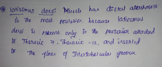 latissmus dossi Muscle has distal attachmerk is the most posterios, because latiesmus dersi i present only in the posterio, a