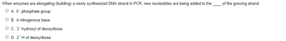 When enzymes are elongating (building) a newly synthesized DNA strand in PCR, new nucleotides are being added to the_of the growing strand. A 5 phosphate group B. A nitrogenous base C. 3 hydroxyl of deoxyribose D. 2 H of deoxyribose