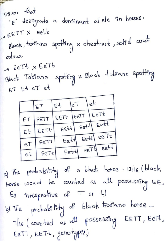 Given Bod a daminant allele n hoses TTx eett plack , colous. Black Tobiano pttinx Black tobiano Spotling ET Et eT et Et EETEett Eett et Eet eet! ol The proba lsrhBack harce sfic Cblack hoxse pould be counted all passe ssiE Те, ll pessessihą EE A rrespecive. of T or b) Te probabtu of black oino horse li6 coun ted os ll possessing EETT, EeTt