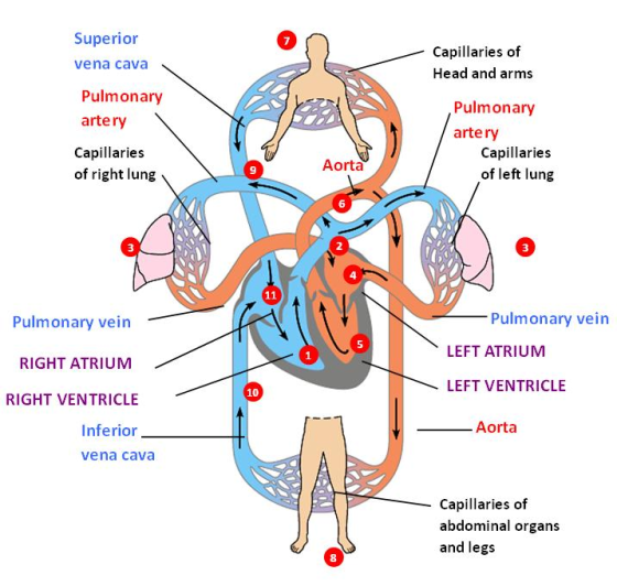 Superion Capillaries of Head and arms vena cava Pulmonary artery Pulmonary artery Capillaries of right lung Capillaries of le