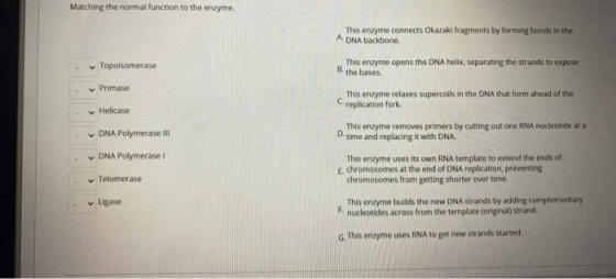 Matching the normal function to the enzyme. This enzyme connects Okazaki fragments by forming bonds in the A. DNA backbone. T