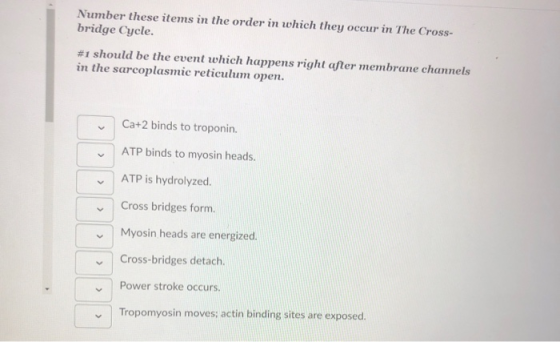 Number these items in the order in which they occur in The Cross- bridge Cycle. #1 should be the event which happens right af