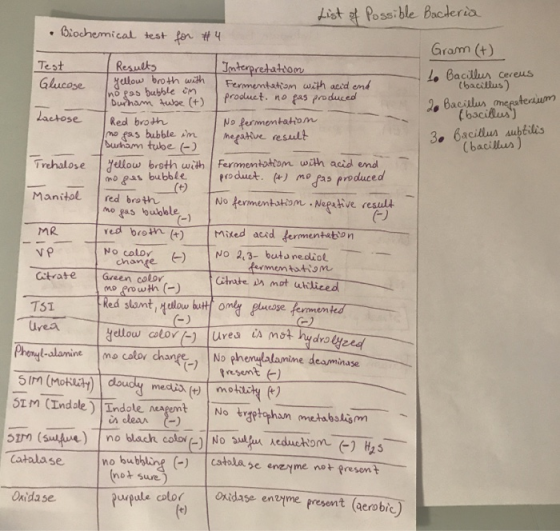 List of Possible Bacteria • Biochemical test for #4 Gram (+) to Bacillus cereus (bacillus) 2. Bacillus mepeterum (bacillus) 3
