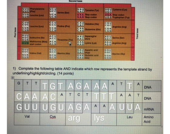 Second base UGU Cysteine (Cys) Serine (Ser) UGC VAČ Tyrosine (Tyn A Stop codon UAG Stop codon Leucine Leu UGA Stop codon (UGG