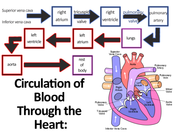 right pulmonary pulmona artery Superior vena cava right tricuspi atriumvalve ventricle valve Inferior vena cava left eft lung