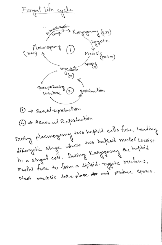 Fungeal life cycle tokaryotic Stage & Sporting Spore producing structure ermination ① x Sexual reproduction ② Asertal Repordu