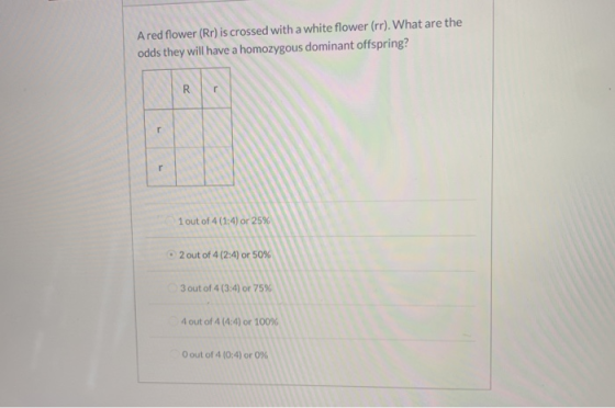 A red flower (Rr) is crossed with a white flower (rr). What are the odds they will have a homozygous dominant offspring? 1 ou