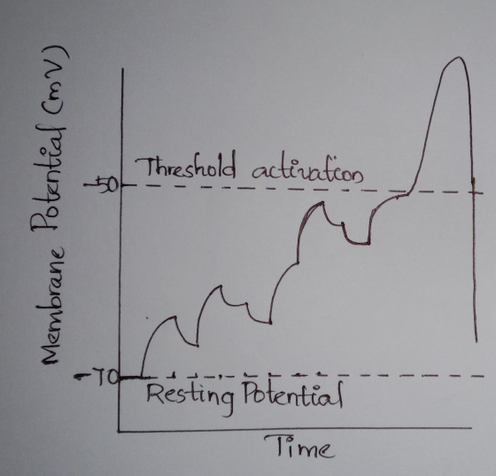 Threshold actiration Membrane Potential (mv) -To Resting Potential Time