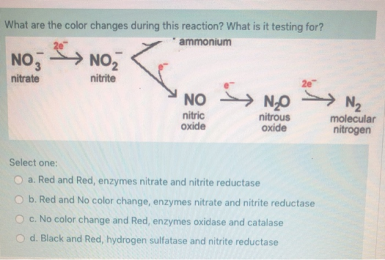 What are the color changes during this reaction? What is it testing for? ammonium NOZ NOZ nitrate nitrite NO S NOS NO nitric