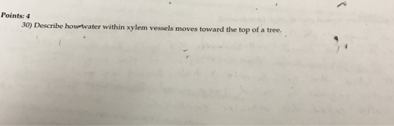 Points: 4 30) Describe ater within xylem vessels moves toward the top of a tree.
