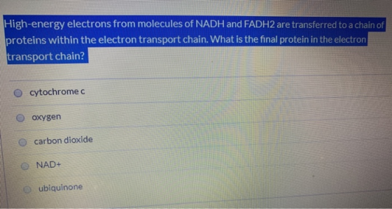 High-energy electrons from molecules of NADH and FADH2 are transferred to a chain of proteins within the electron transport c