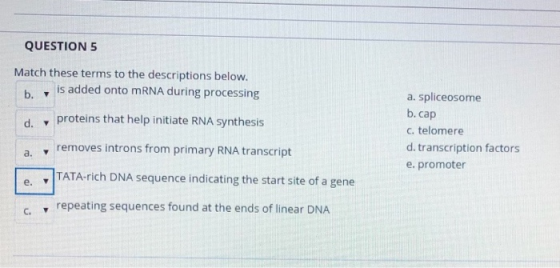 QUESTION 5 Match these terms to the descriptions below. b. , is added onto mRNA during processing d , proteins that help init