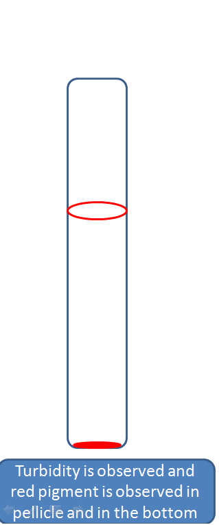 Turbidity is observed and red pigment is observed in pellicle and in the bottom