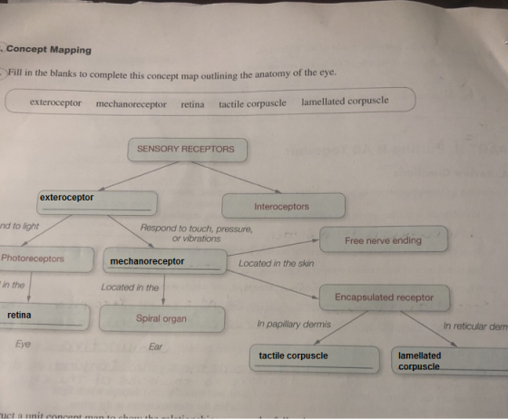 Concept Mapping Fill in the blanks to complete this concept map outlining the anatomy of the eye. exteroceptor mechanoreceptor retina tactile corpuscle lamellated corpuscle SENSORY RECEPTORS exteroceptor Interoceptors nd to light Respond to touch, pressure or vibrations Free nerve ending Photoreceptors mechanoreceptor Located in the skin in the Located in the Encapsulated receptor retina Spiral organ In reticular den Eye Ear tactile corpuscle lamellated corpuscle