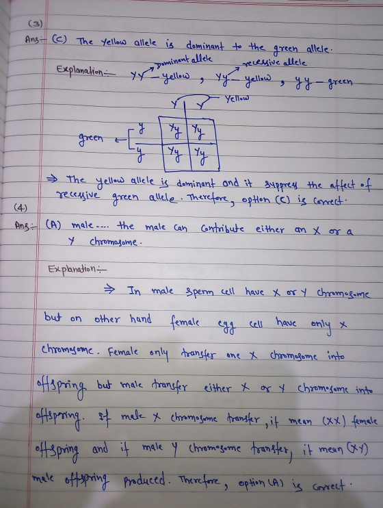 Ans (c) The Yellow allele Dominant allele recessive allele Explanation - yr is dominant to the green allele - yellow , yy - y