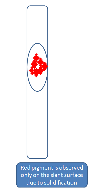 Red pigment is observed only on the slant surface due to solidification