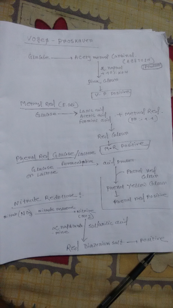 叶407, KoH V-P po sitive etwnl Re CE.oti Laceic cu Acctic au Pt4.4 M-R Positive Phenol Rel tulss Latose M fepmentutiom aue Pno