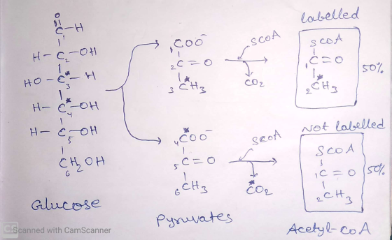 labelled CH coo -SCOA SCOA H-cot ć=o 2 50% 1 * Ho - H 3 CH₃ Coz 3 2CH3 1 H- COH H - COH 5 COH Not labelled „coo SCOA 1 SCOA С