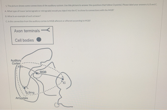 1. The picture shows some connections of the auditory system. Use this picture to answer the questions that follow (3 points)