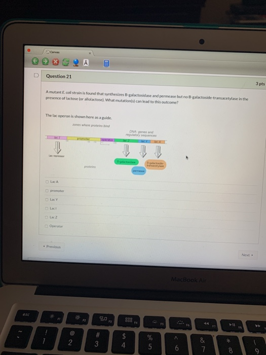 D Question 21 A mutant E.coli strain is found that synthesizes 8-galactosidase and permease but no B-galactoside-transcetylas