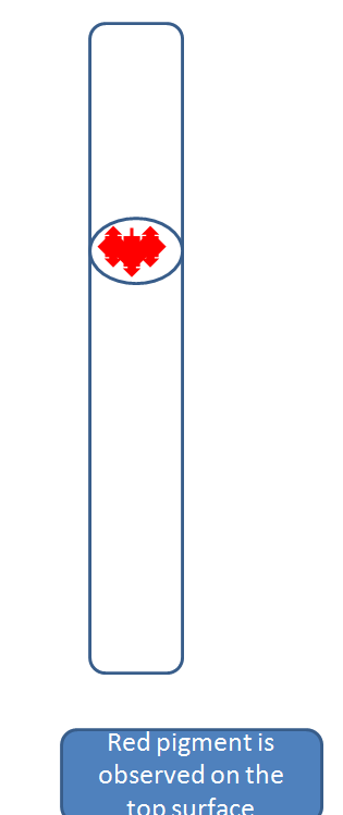 Red pigment is observed on the ton surface