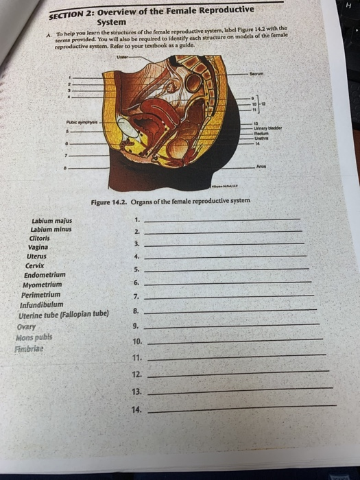 H SECTION 2: Overview of the Female Reproductive System To help you learn the structures of the female reproductive system, l