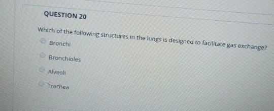 QUESTION 20 Which of the following structures in the lungs is designed to facilitate gas exchange? Bronchi Bronchioles Alveol