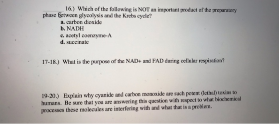 16.) Which of the following is NOT an important product of the preparatory phase Between glycolysis and the Krebs cycle? a. c