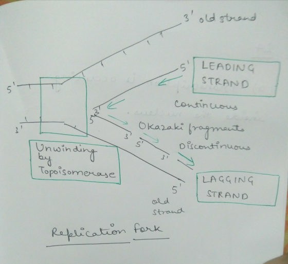 3 old strond S\| LEADING STRAND 5 Continou Okar 3 Unwindi topoisormetae LAGGING STRAND ol d Strand