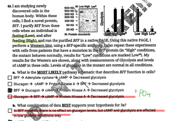 M Low High Low Glycolysis CASALS 03. I am studying newly discovered cells in the human body. Within these cells, I find a nov