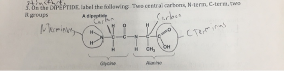 structure, 3. On the DIPEPTIDE, label the following: Two central carbons, N-term, C-term, two R groups A dipeptide Carbon Car