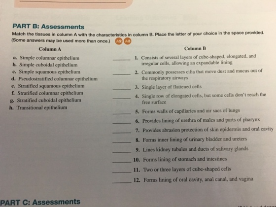 PART B: Assessments Match the tissues in column A with the characteristics in column B. Place the letter of your choice in the space provided. (Some answers may be used more than once.) Column B Column A 1. Consists of several layers of cube-shaped, elongated, and a. Simple columnar epithelium irregular cells, allowing an expandable lining Simple cuboidal epithelium 2. Commonly possesses cilia that move dust and mucus out of c. Simple squamous epithelium the respiratory airways d. Pseudostratified columnar epithelium 3. Single layer of flattened cells e. Stratified squamous epithelium Stratified columnar epithelium 4. Single row of elongated cells, but some cells dont reach the g. Stratified cuboidal epithelium free surface h. Transitional epithelium 5. Forms walls of capillaries and air sacs of lungs 6. Provides lining of urethra of males and parts of pharynx 7. Provides abrasion protection of skin epidermis and oral cavity 8. Forms inner lining of urinary bladder and ureters 9. Lines kidney tubules and ducts of salivary glands 10. Forms lining of stomach and intestines 11. Two or three layers of cube-shaped cells 12. Forms lining of oral cavity, anal canal, and vagina PART C: Assessments