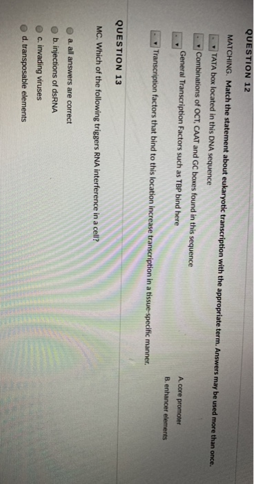 QUESTION 12 MATCHING. Match the statement about eukaryotic transcription with the appropriate term. Answers may be used more