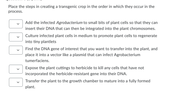 Place the steps in creating a transgenic crop in the order in which they occur in the process. Add the infected Agrobacterium