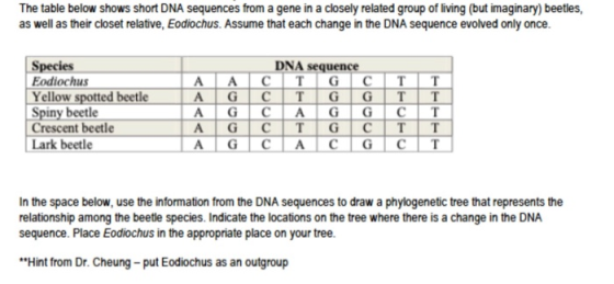 The table below shows short DNA sequences from a gene in a closely related group of living (but imaginary) beetles, as well a