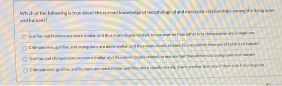 Which of the following is true about the current knowledge of morphological and molecular relationships among the living apes