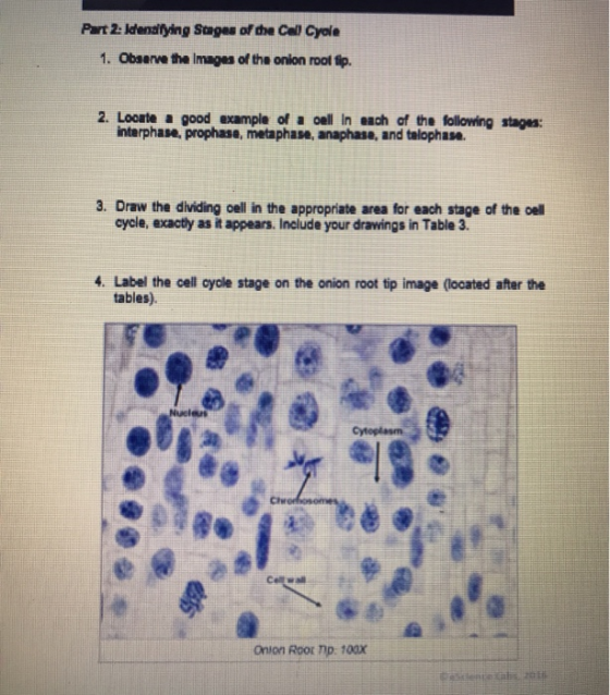 Part 2: Identifying Stages of the Call Cycle 1. Observe the images of the onion rooltip 2. Locate a good example of a cell In